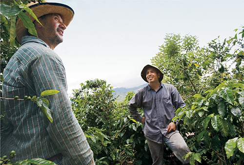 Inspecting coffee beans